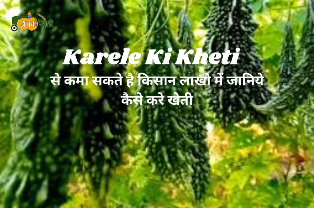 Karele Ki Kheti
