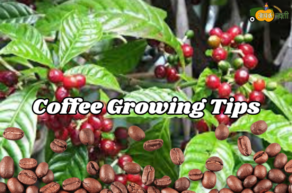 Coffee Growing Tips aapkikheti.com