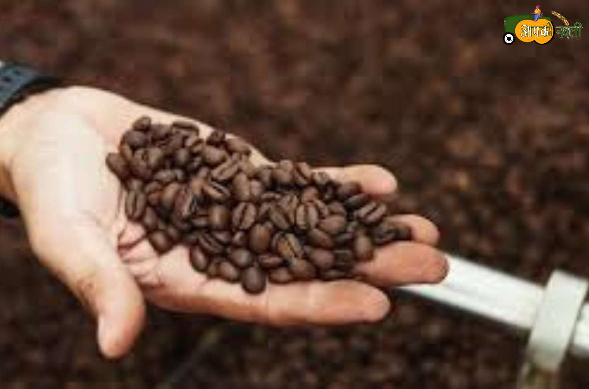 Coffee Growing Tips aapkikheti.com