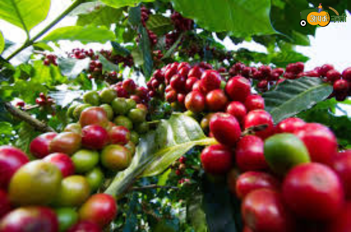 Coffee Growing Tips aapkikheti.com 