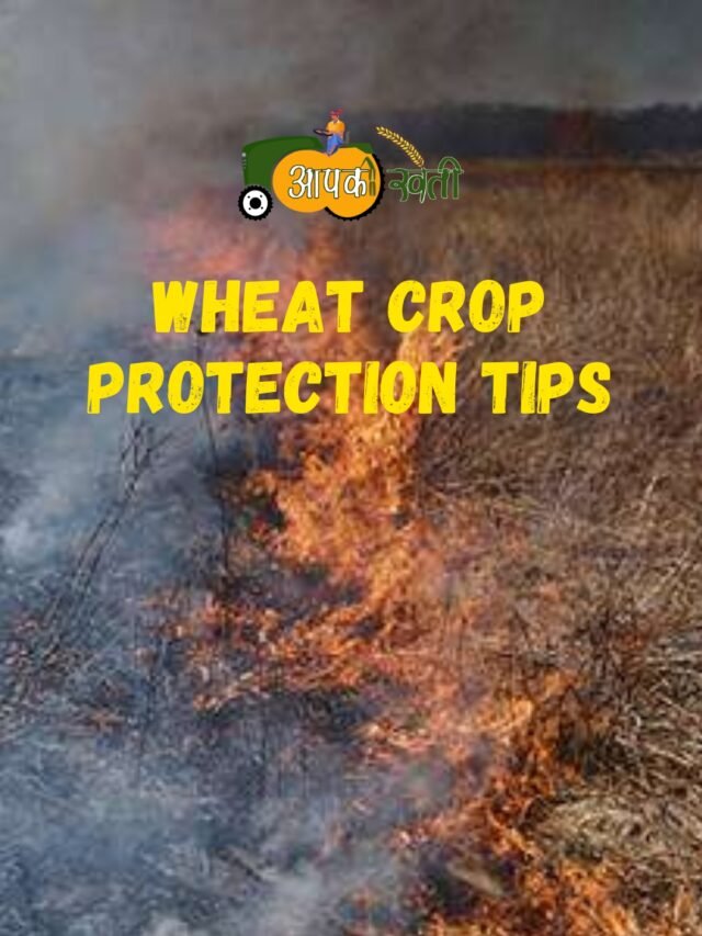 Wheat Crop Protection Tips: