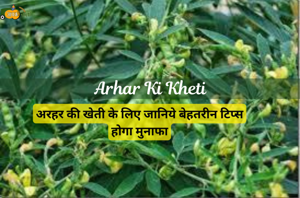 Arhar Ki Kheti aapkikhteti.com