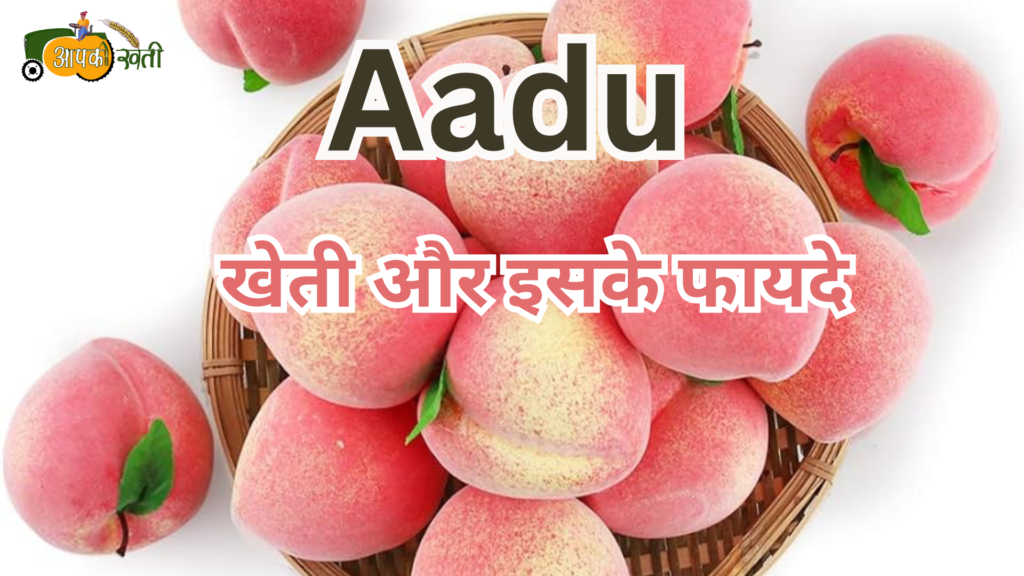 Aadu : खेती और इसके फायदे Aapkikheti.com