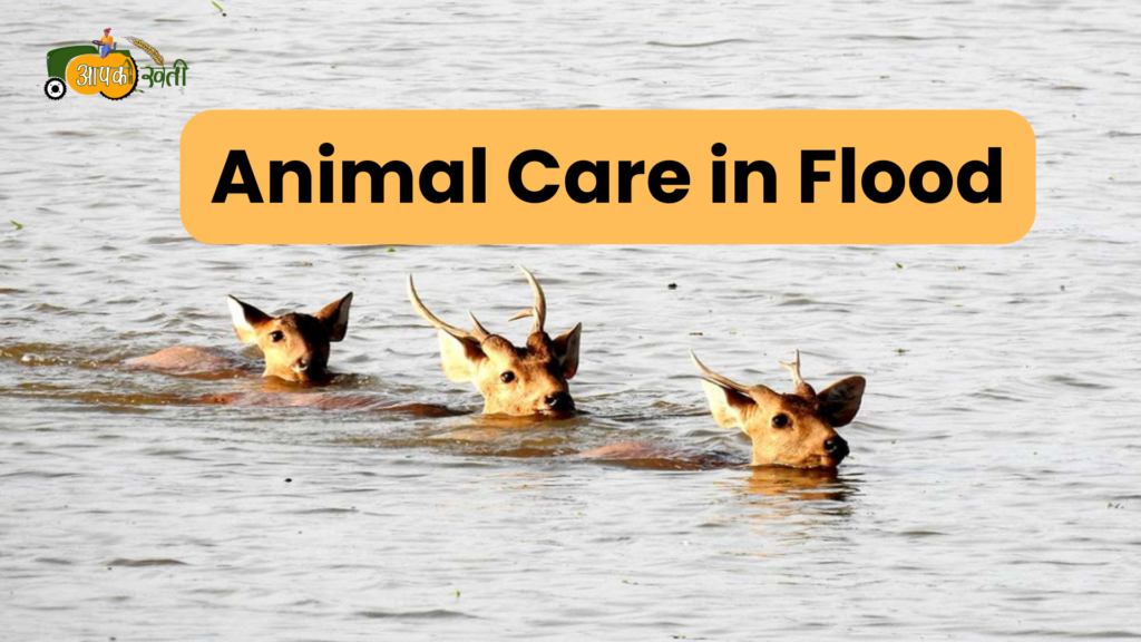 Animal Care in Flood:बाढ़ के नुकसान करें पशुओं का बचाव,पढ़ें आर्टिकल Aapkikheti.com