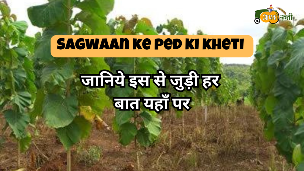 Sagwaan ke ped ki kheti : जानिये इस से जुड़ी हर बात यहाँ पर Aapkikheti.com