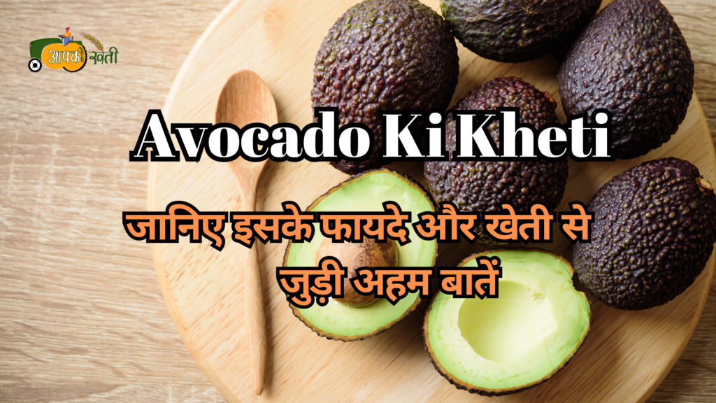 Avocado Ki Kheti : जानिए इसके फायदे और खेती से जुड़ी अहम बातें Aapkikheti.com