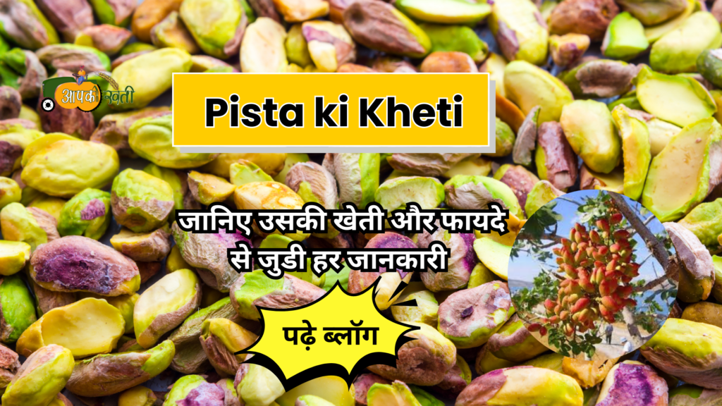 Pista ki kheti -Aapkikheti.com