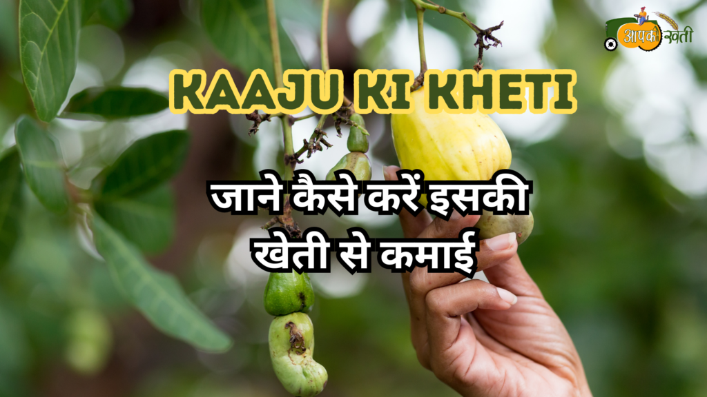 Kaaju ki kheti: जाने कैसे करें इसकी खेती से कमाई Aapkikheti.com