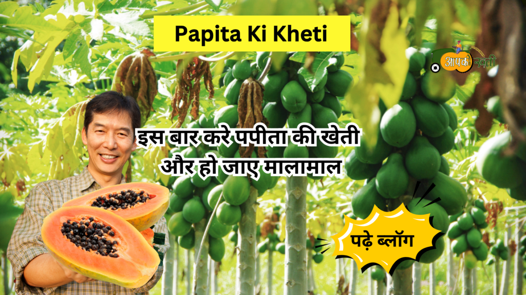 Papita ki kheti-Aapkikheti.com