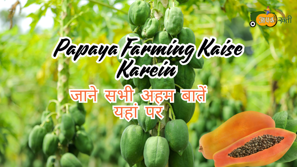 Papaya Farming Kaise Karein : जाने सभी अहम बातें यहां पर Aapkikheti.com