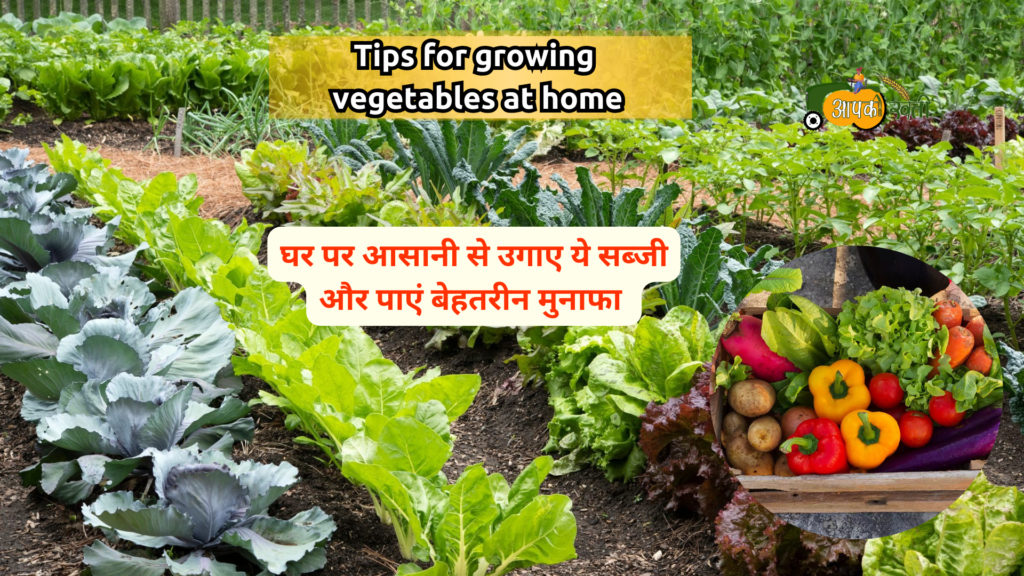 Tips For Growing Vegetables at home -Aapkikheti.com