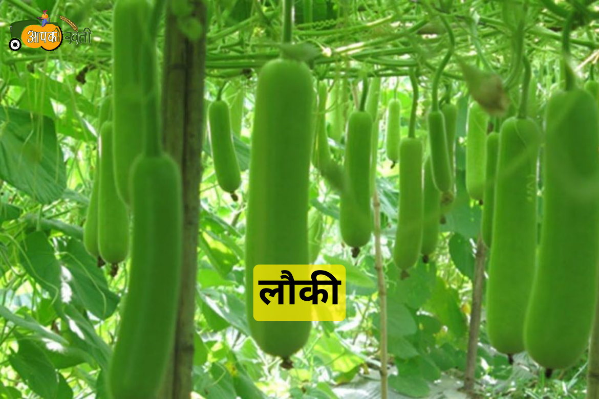 Monsoon Vegetables in 2024 aapkikheti.com