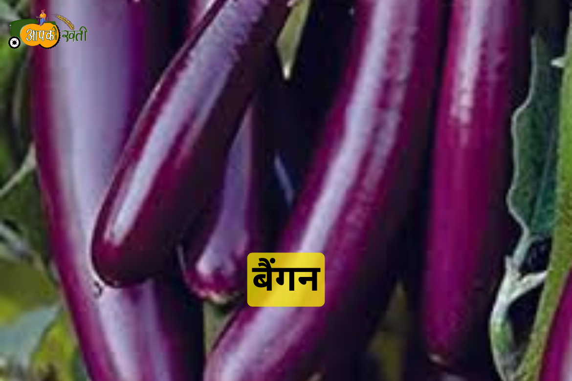 Monsoon Vegetables in 2024 aapkikheti.com