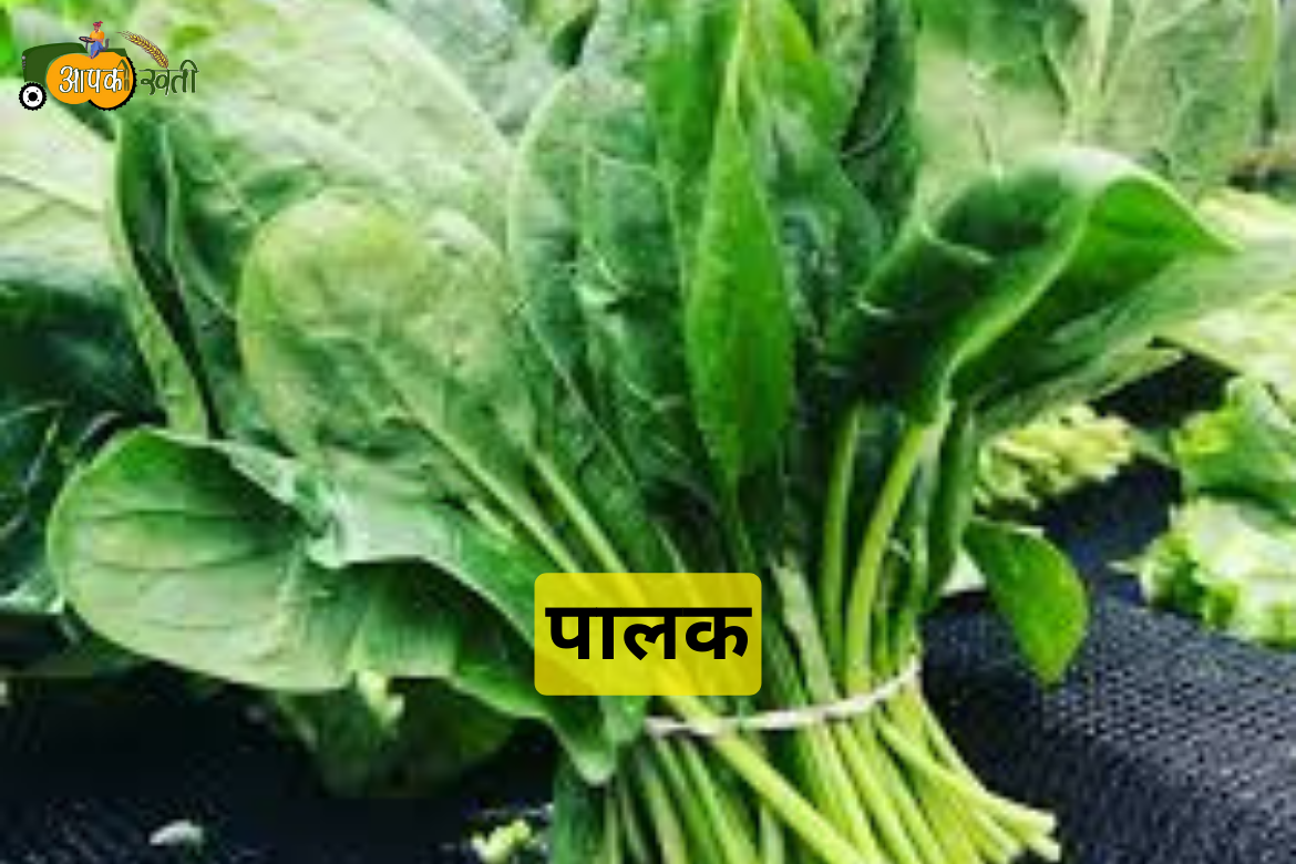 Monsoon Vegetables in 2024 aapkikheti.com