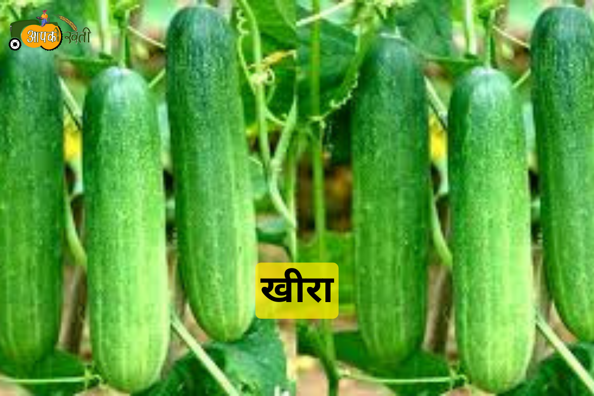 Monsoon Vegetables in 2024 aapkikheti.com