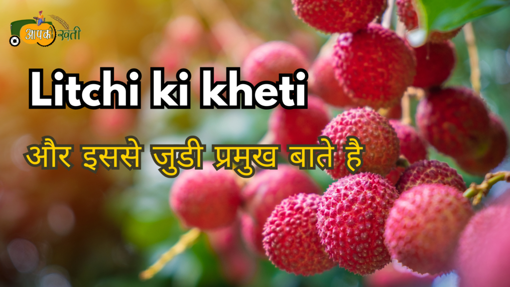 Litchi ki kheti :और इससे जुडी प्रमुख बाते Aapkikheti.com