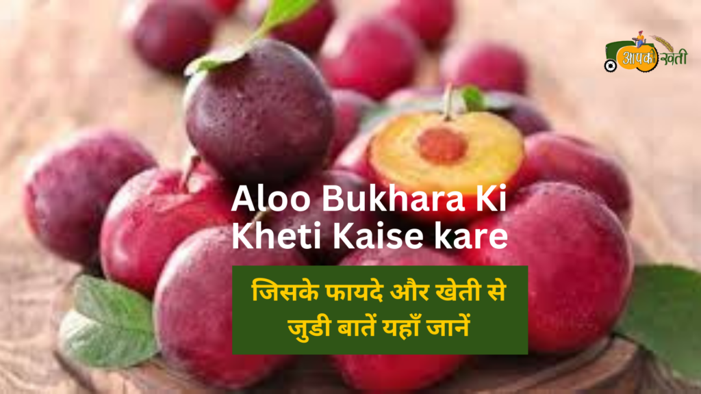 Aloo Bukhara ki kheti kaise karen-aapkikheti.com