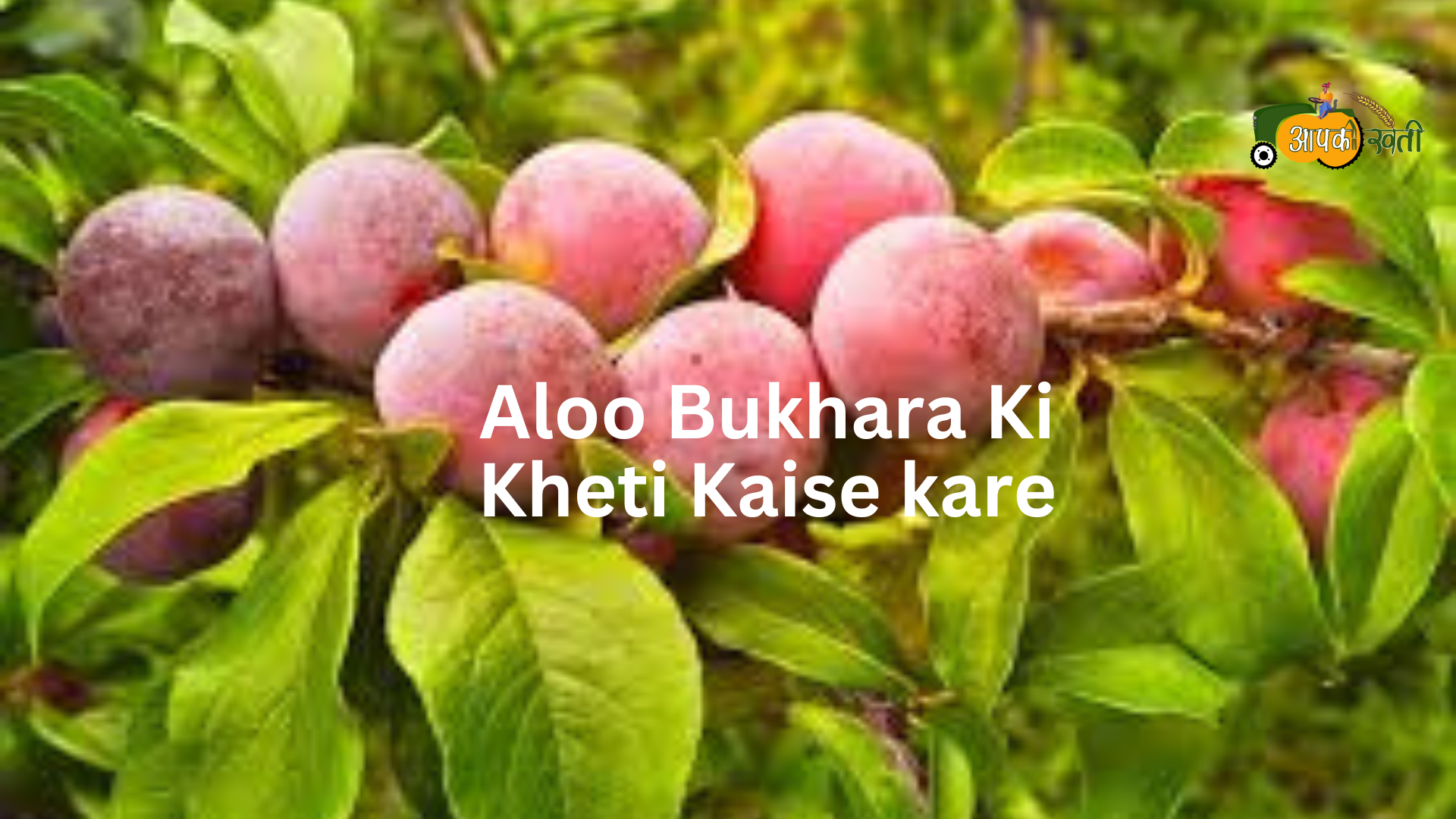 Aloo Bukhara ki kheti kaise karen-aapkikheti.com