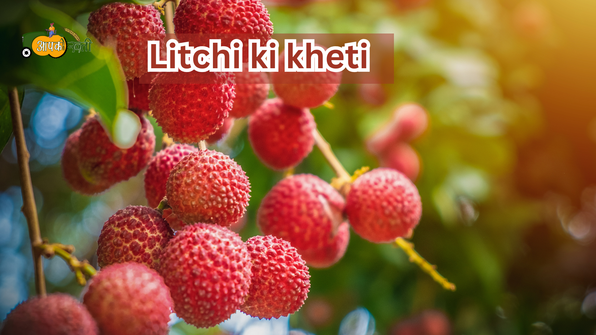 Litchi ki  kheti 