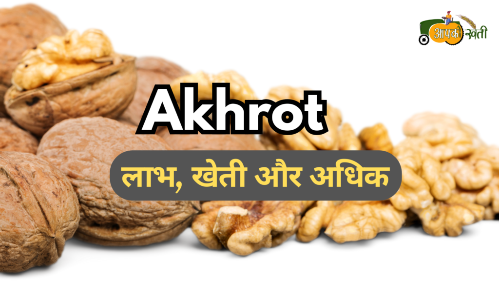 Akhrot : लाभ, खेती और अधिक Aapkikheti.com