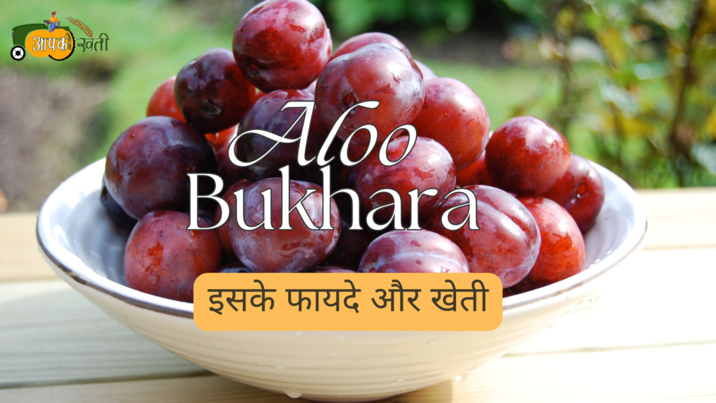 Aloo Bukhara: इसके फायदे और खेती Aapkikheti.com