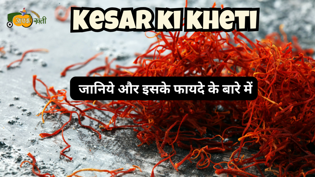 Kesar ki kheti : जानिये और इसके फायदे के बारे में Aapkikheti.com