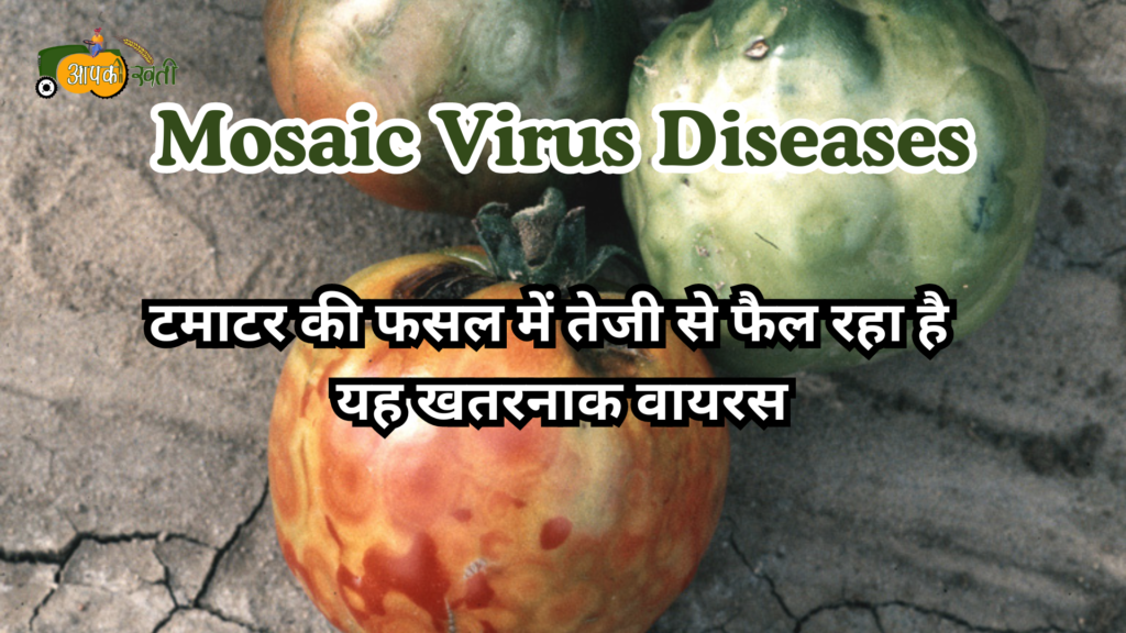 Mosaic Virus Disease: टमाटर की फसल में तेजी से फैल रहा यह वायरस Aapkikheti.com