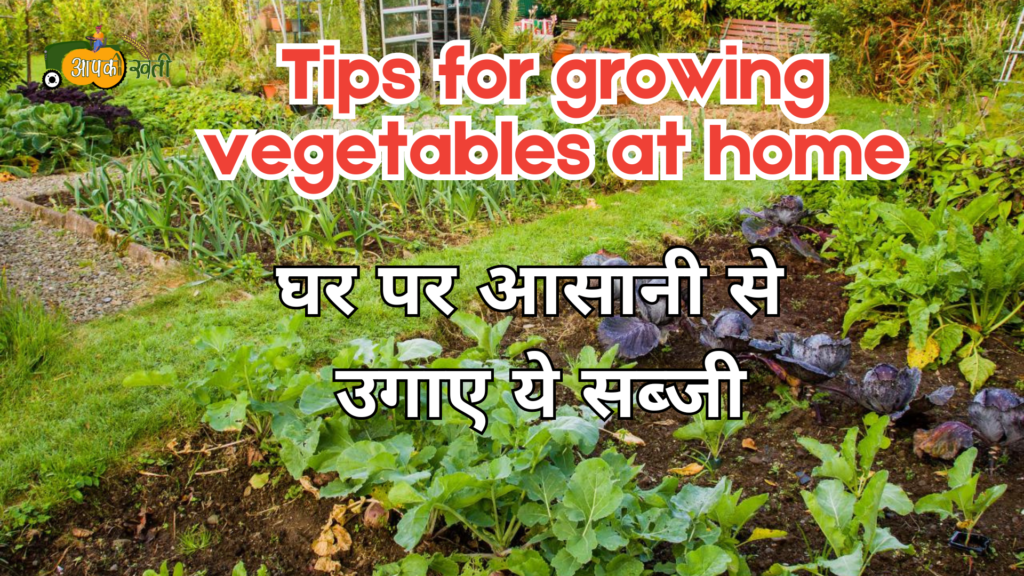 Tips for growing vegetables at home: घर पर आसानी से उगाए ये सब्जी Aapkikheti.com