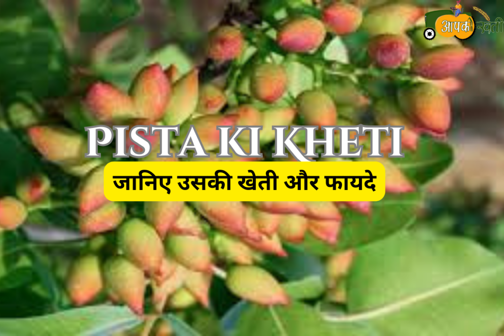 Pista ki Kheti aapkikheti.com