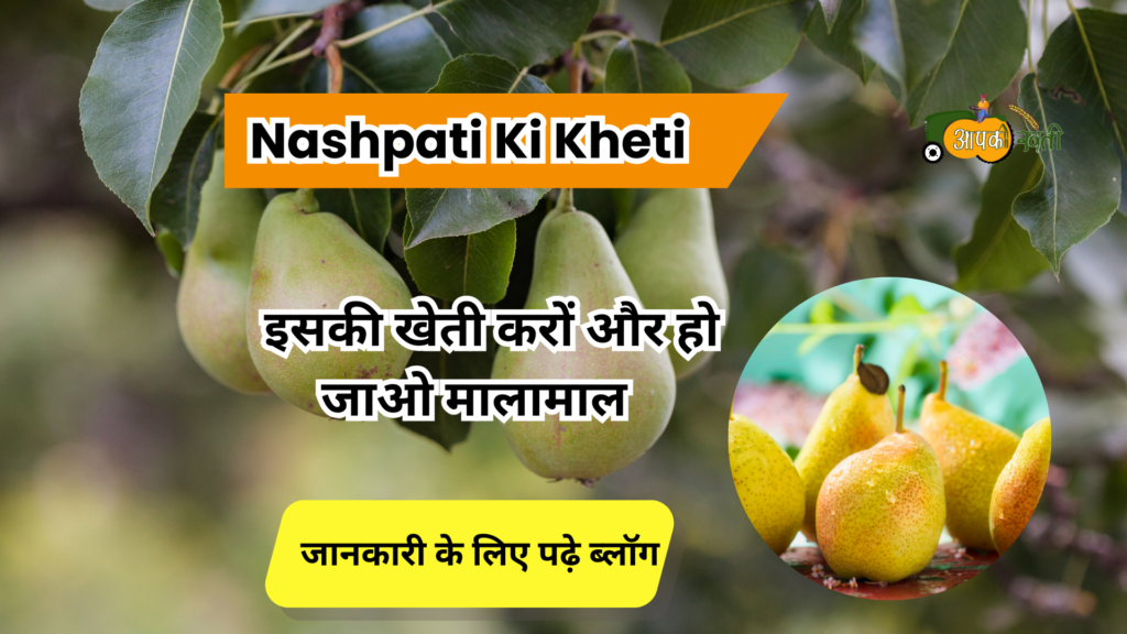 Nashpati ki kheti -Aapkikheti.com