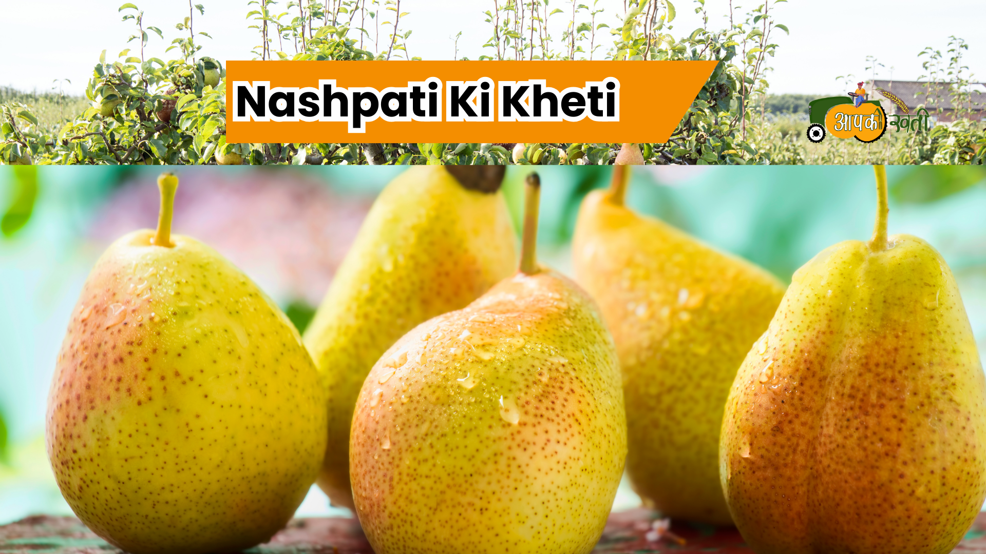 Nashpati ki kheti -Aapkikheti.com