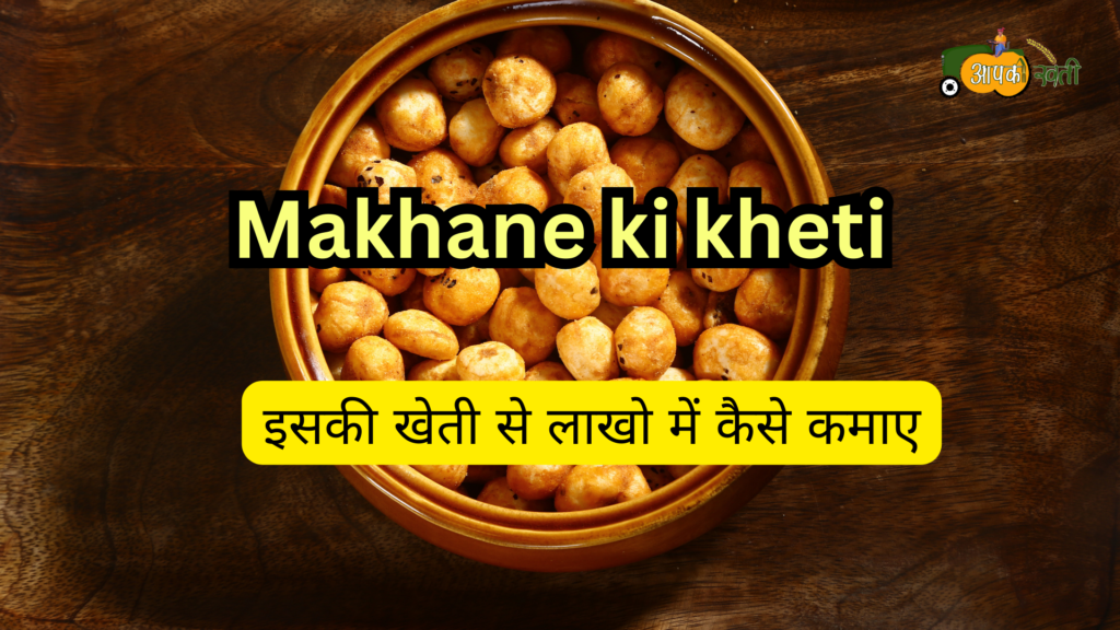 Makhane ki kheti : इसकी खेती से लाखो में कैसे कमाए Aapkikheti.com