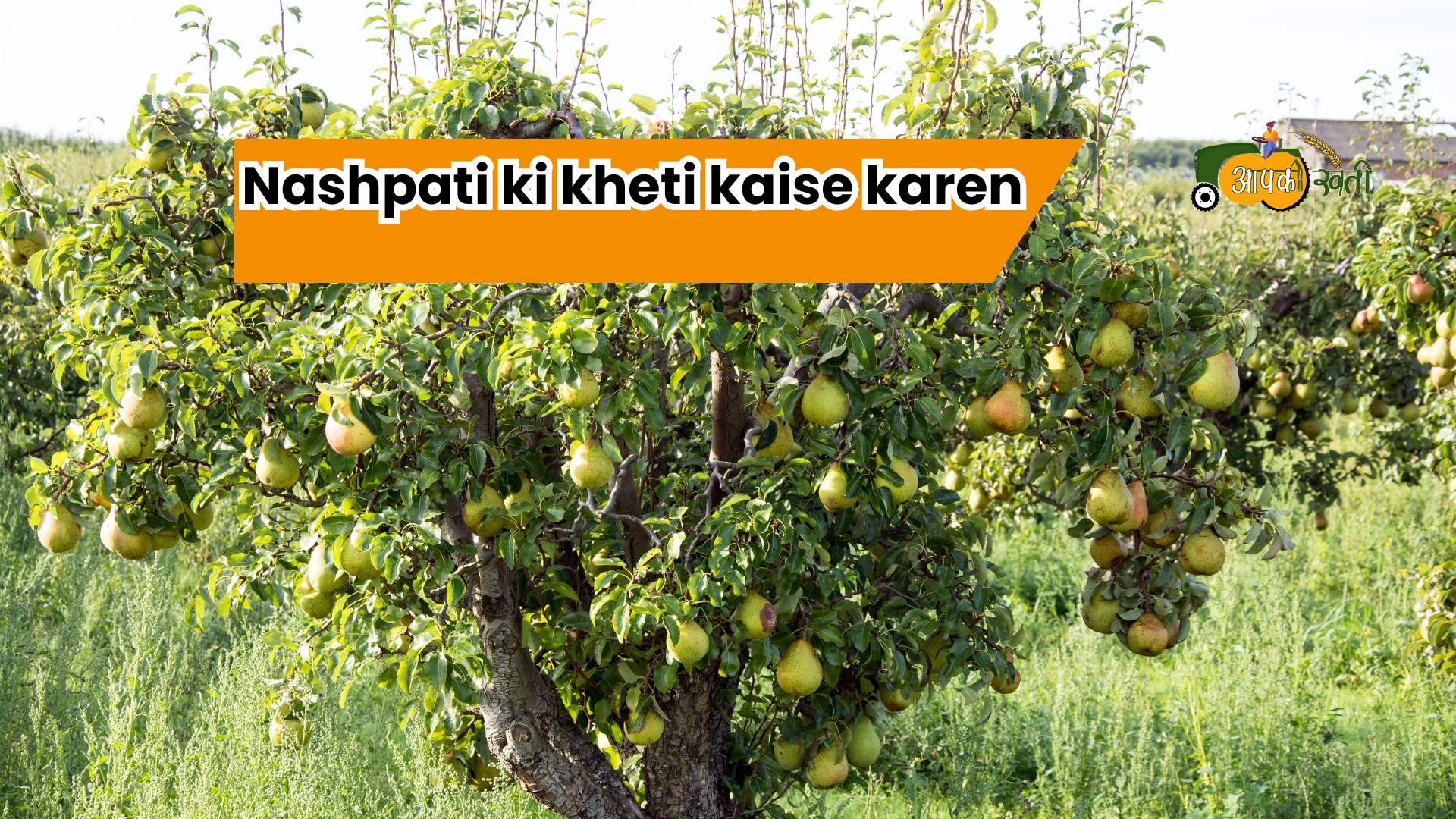 Nashpati ki kheti -Aapkikheti.com