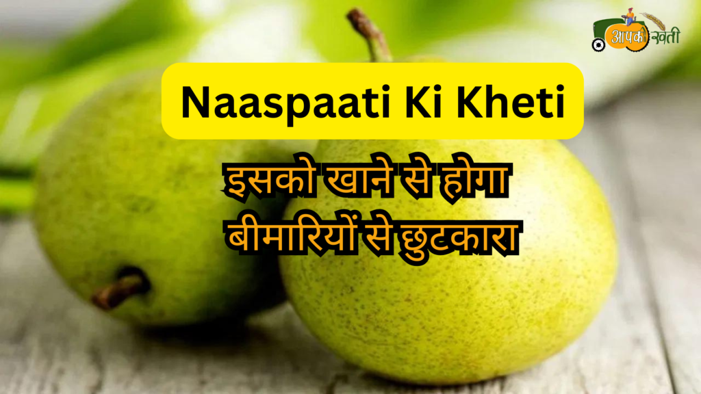 Naaspaati ki Kheti