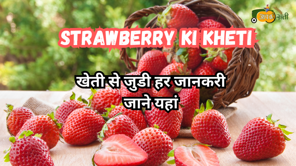 Strawberry ki kheti