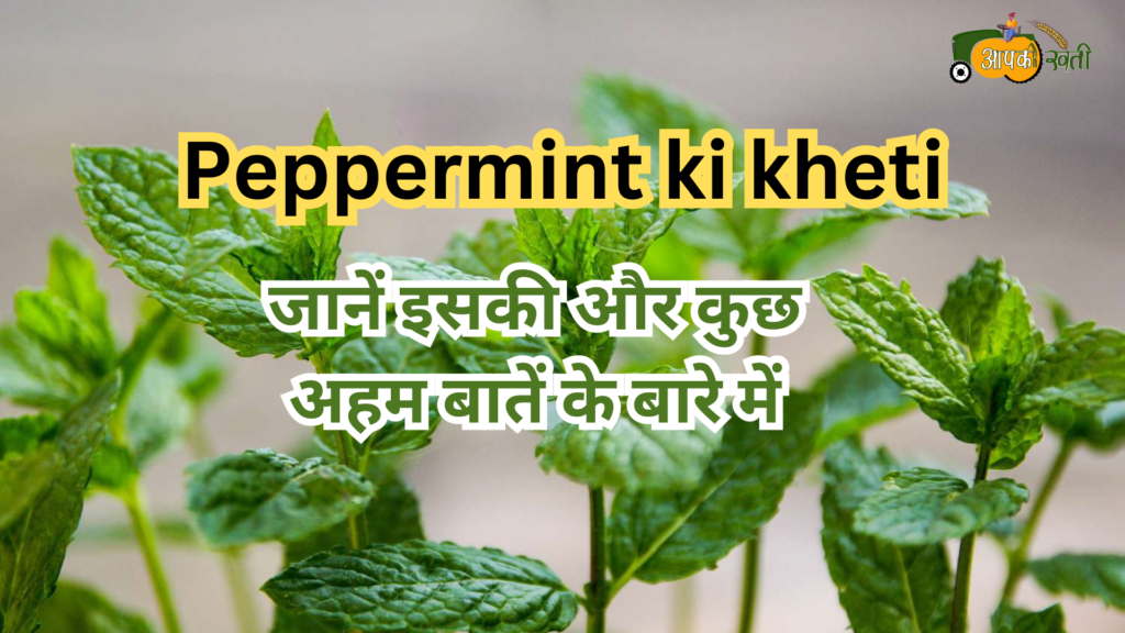 Peppermint ki kheti