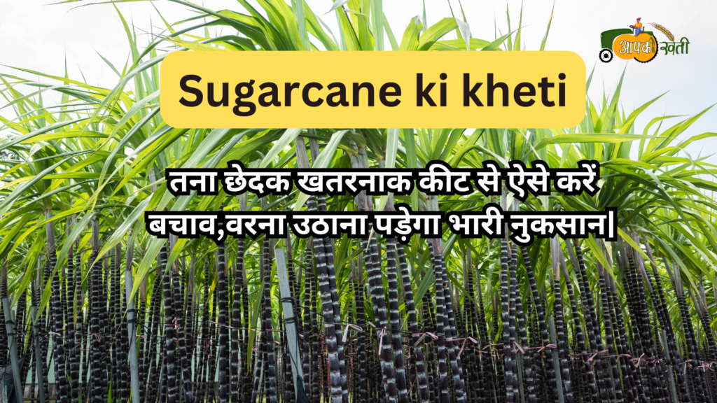 Sugarcane ki kheti