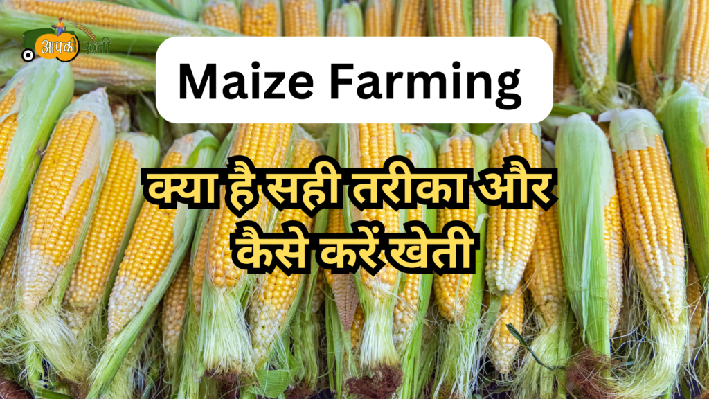 Maize Farming