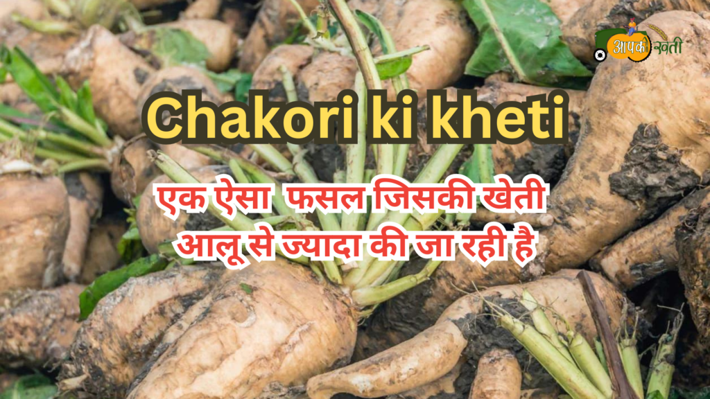 Chakori ki kheti