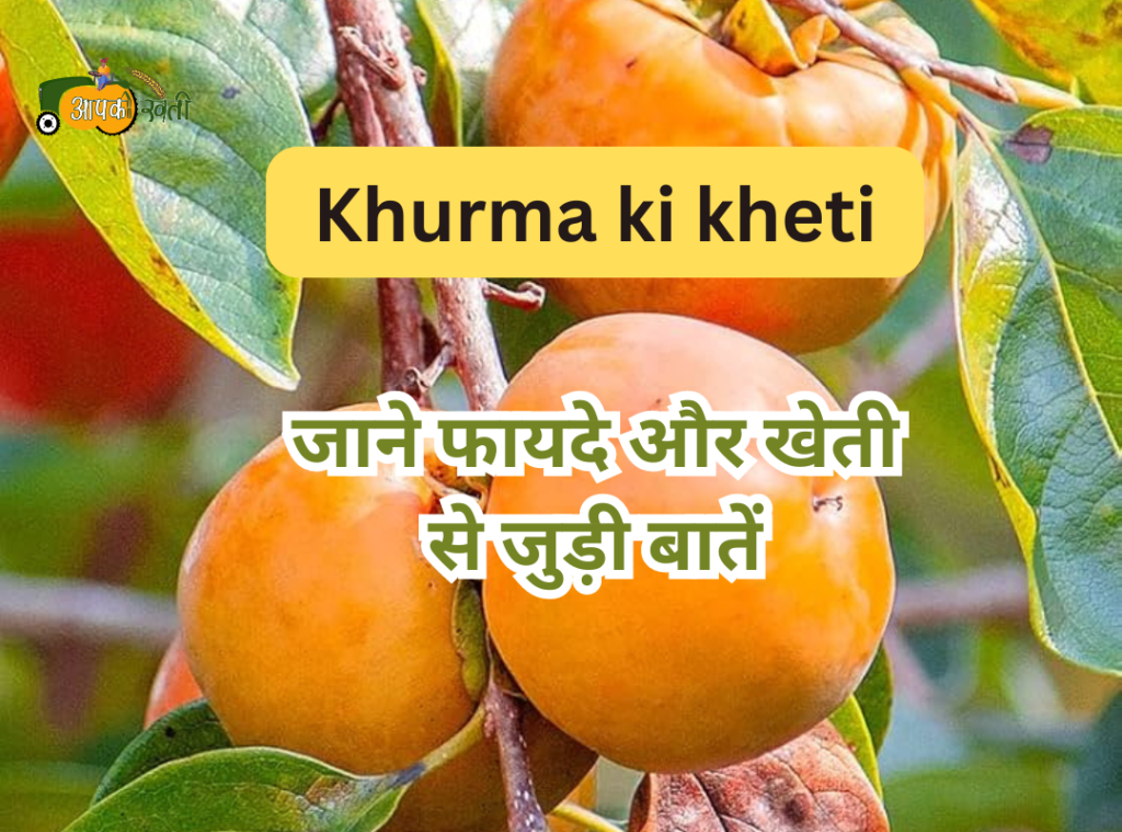 Khurma ki kheti