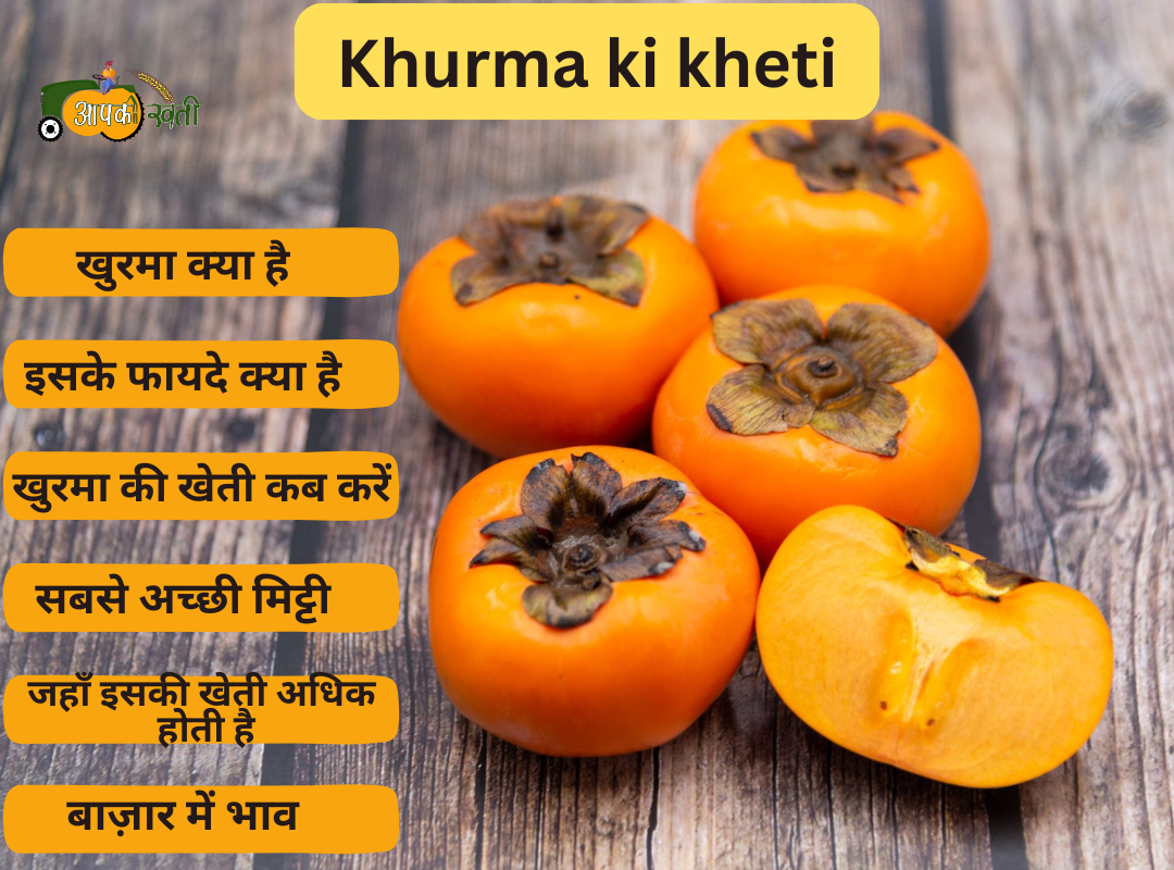 Khurma ki kheti