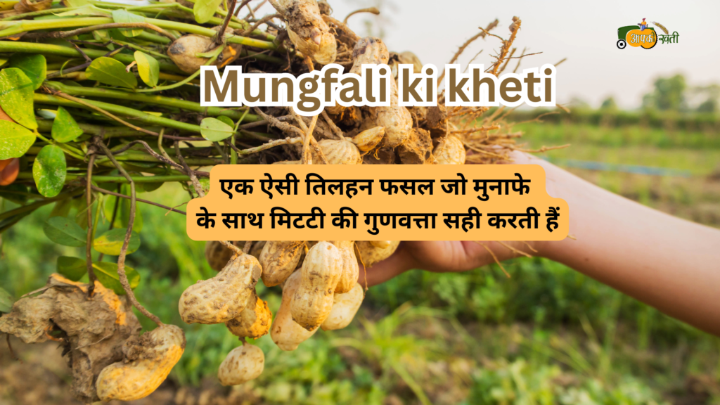 Mungfali ki kheti