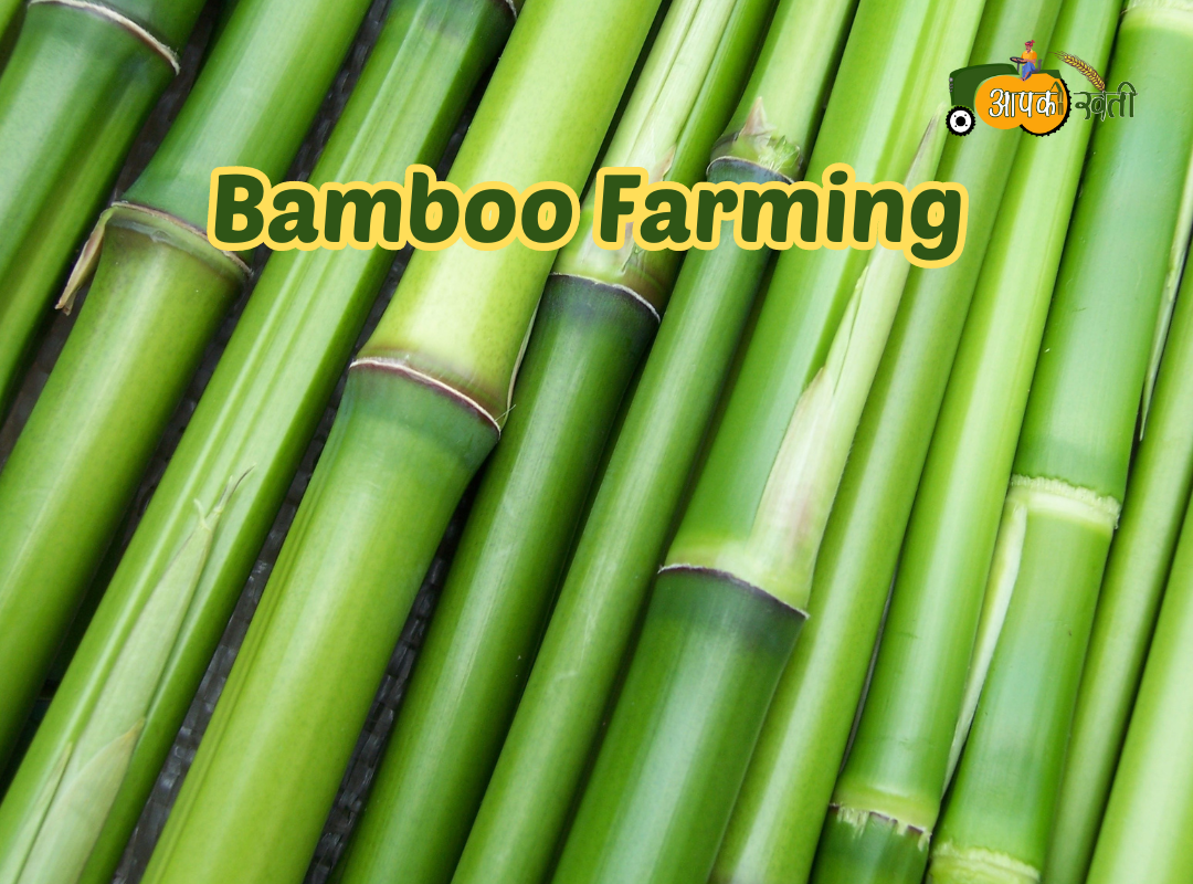 Bamboo Farming