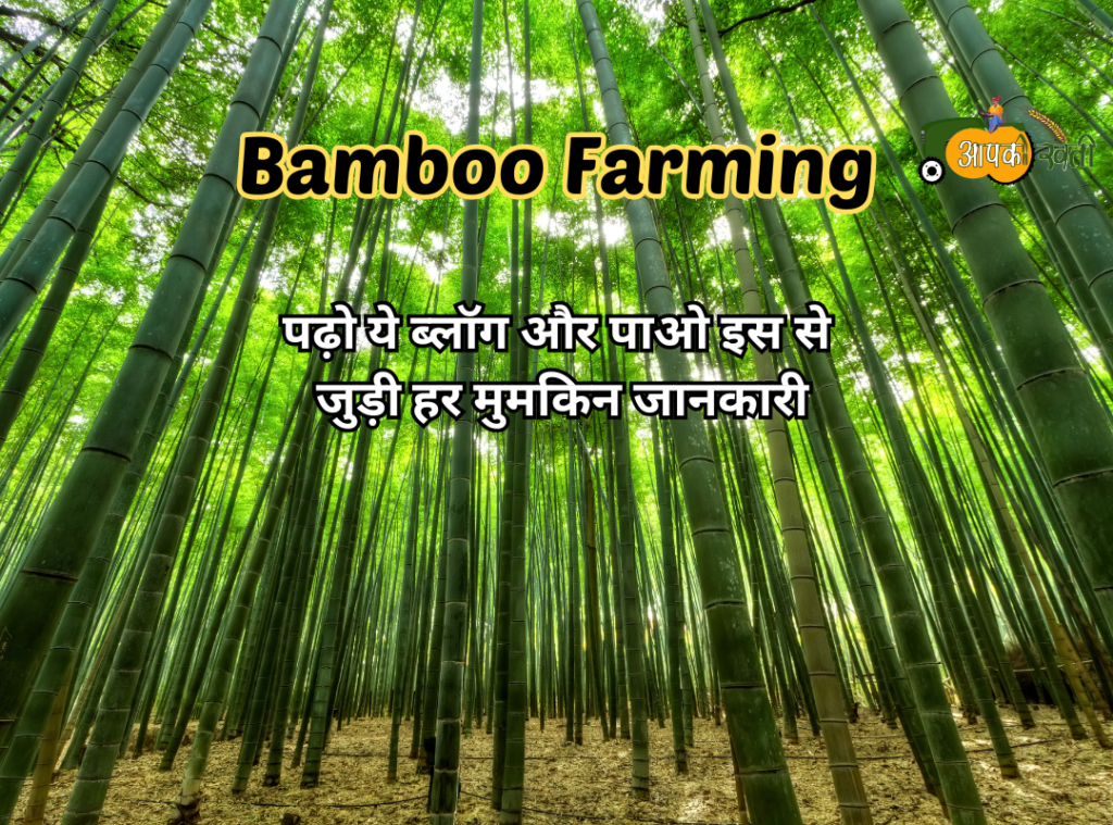 Bamboo Farming