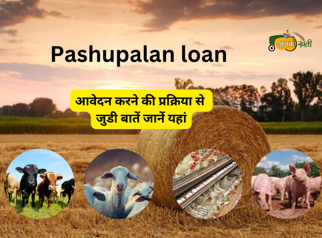 Pashupalan loan