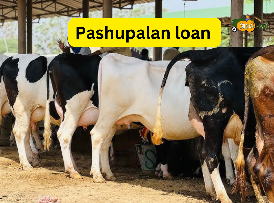 Pashupalan loan