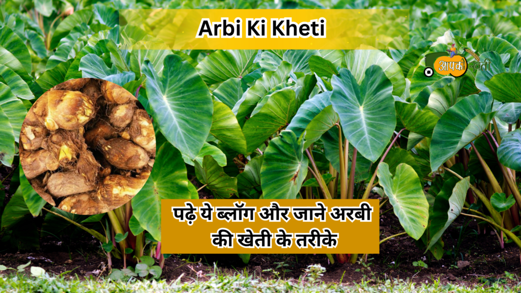 Arbi ki kheti-Aapkikheti.com