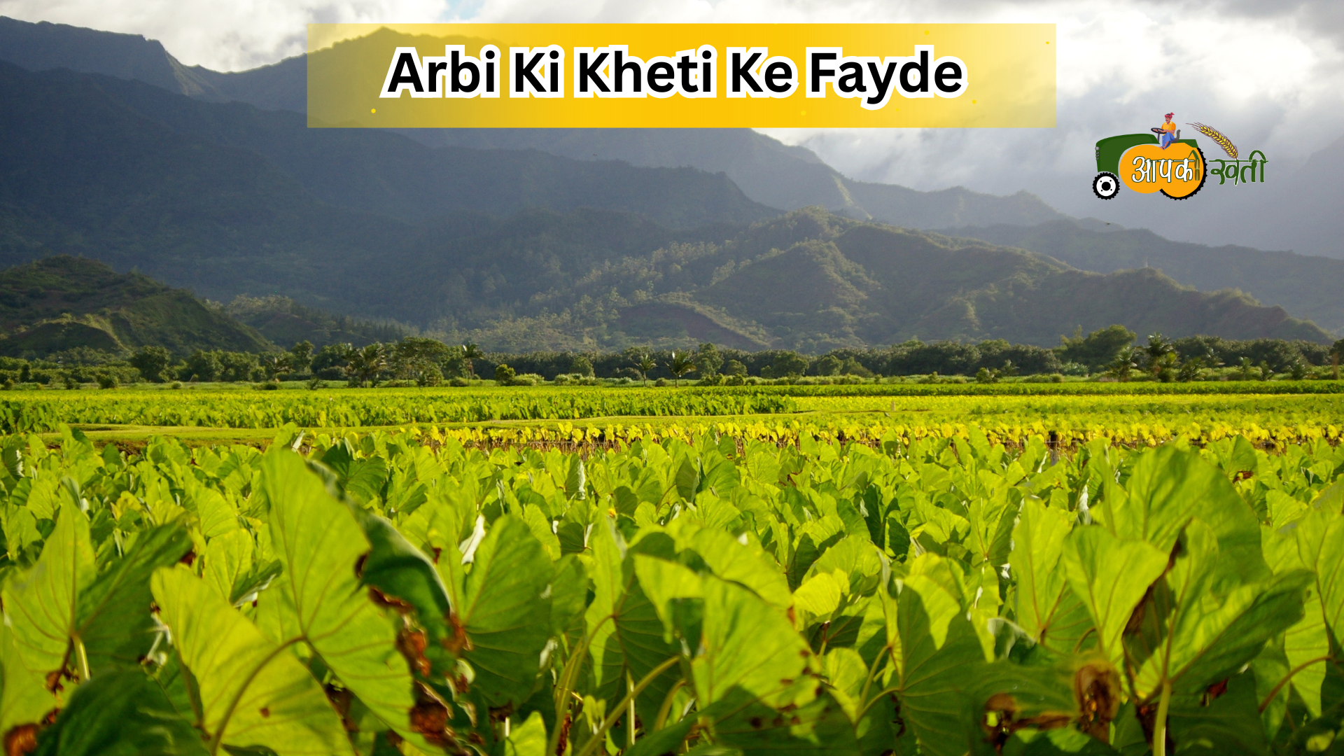 Arbi ki kheti-Aapkikheti.com