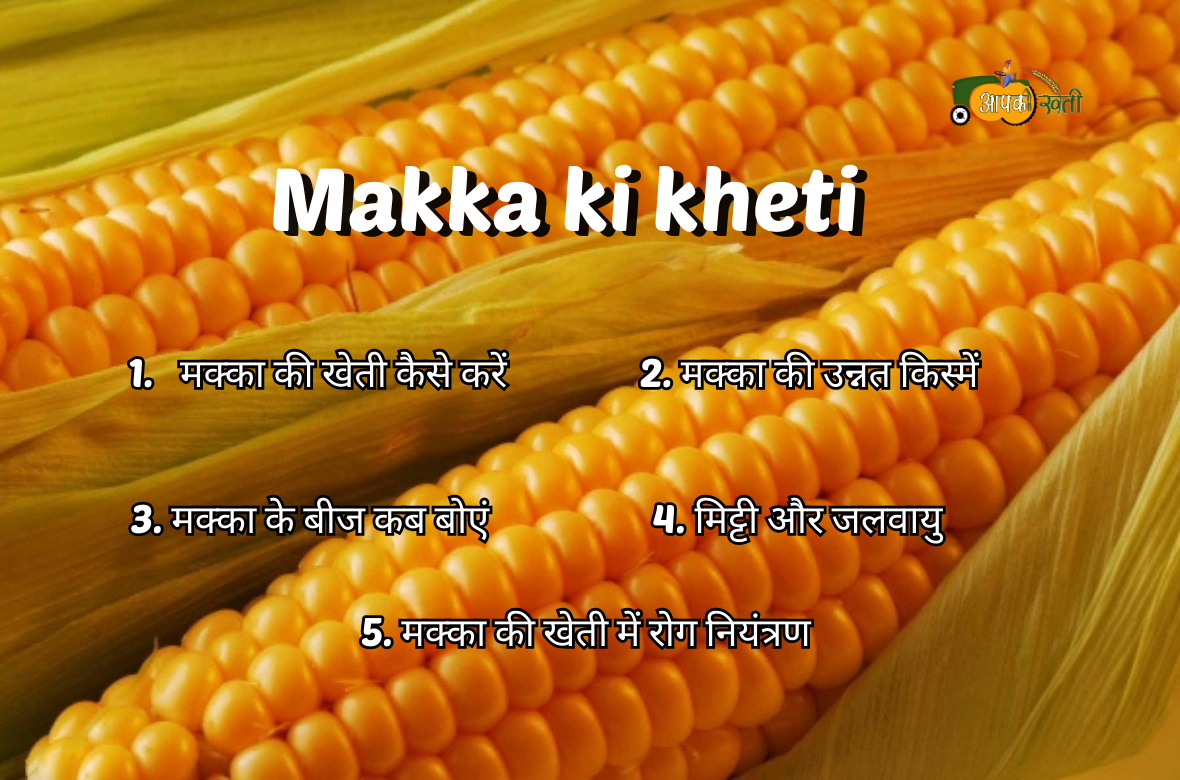 Makka ki kheti