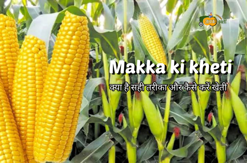 Makka ki kheti